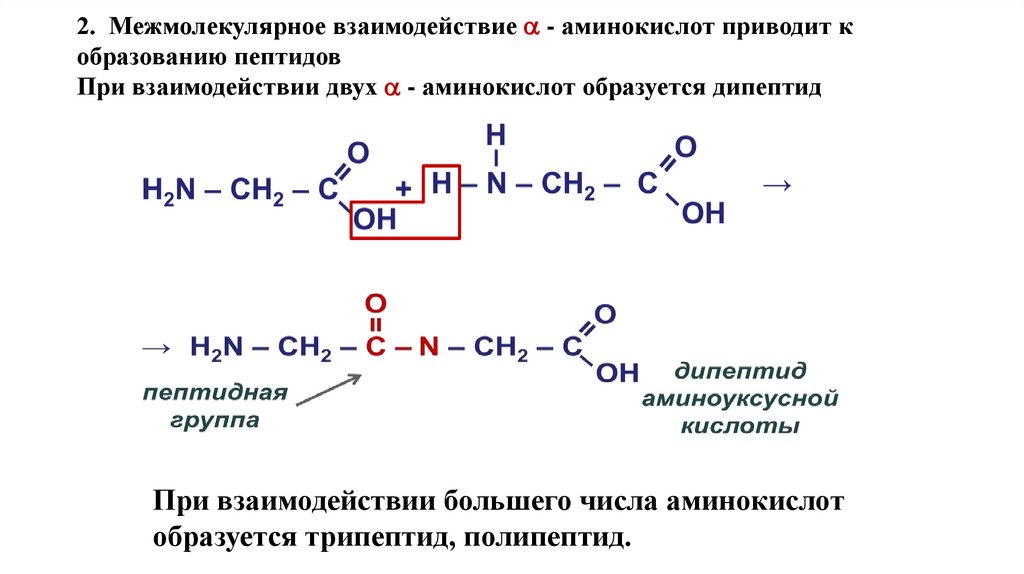 2. Межмолекулярное взаимодействие  - аминокислот приводит к образованию пептидов При взаимодействии двух  - аминокислот