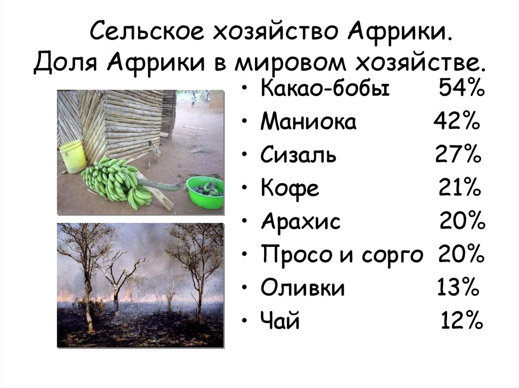 Сельское хозяйство Африки. Доля Африки в мировом хозяйстве.