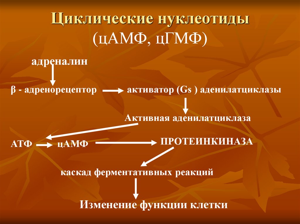 Циклические нуклеотиды (цАМФ, цГМФ)