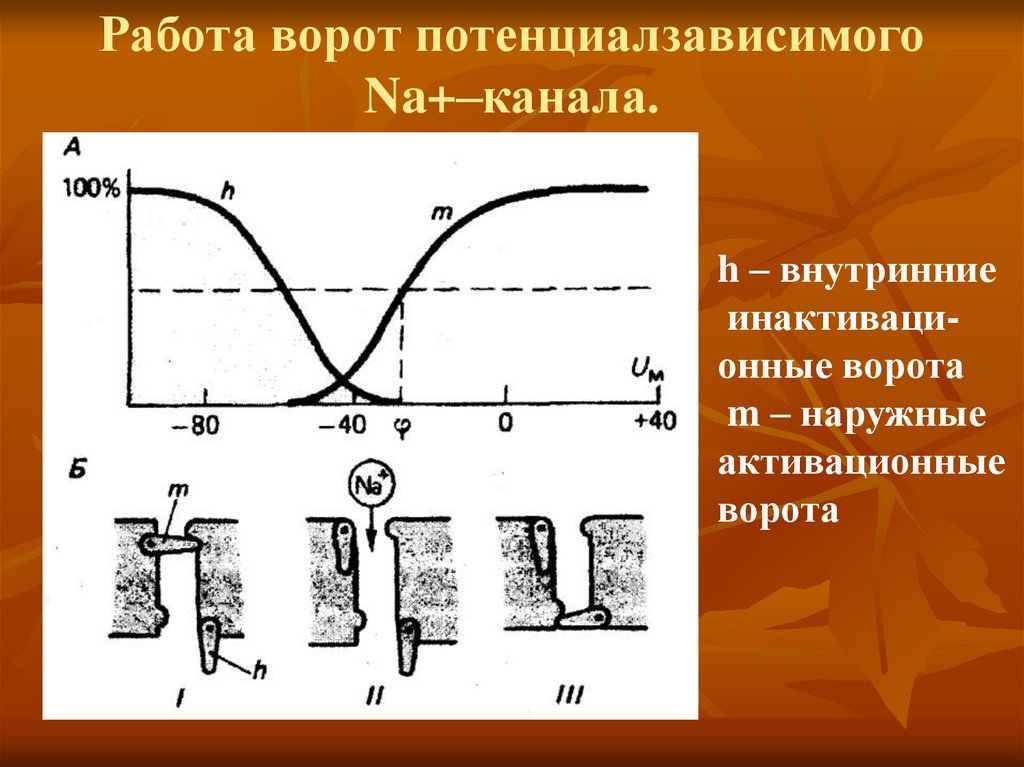 Работа ворот потенциалзависимого Na+–канала.