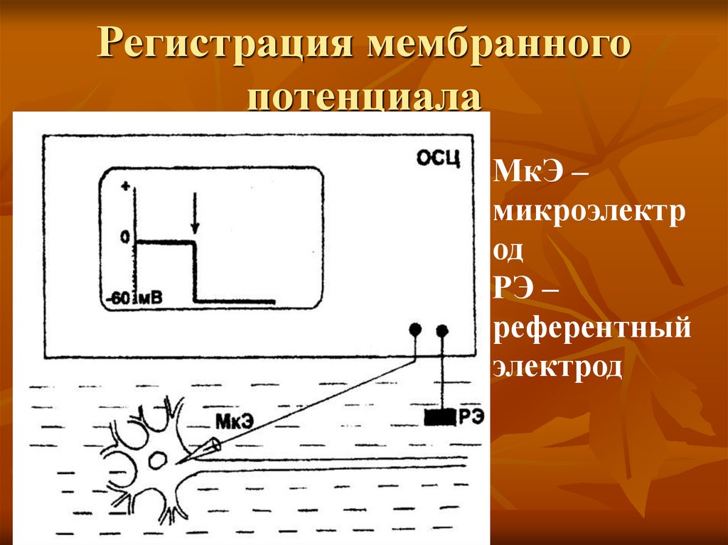Регистрация мембранного потенциала