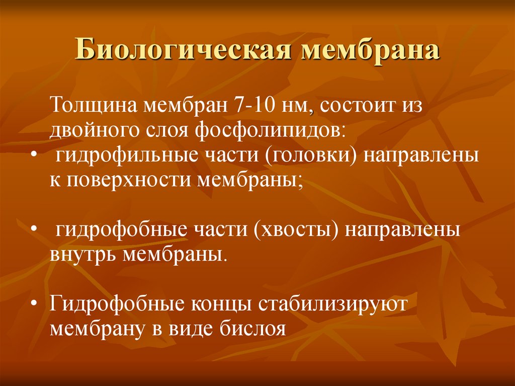 Биологическая мембрана