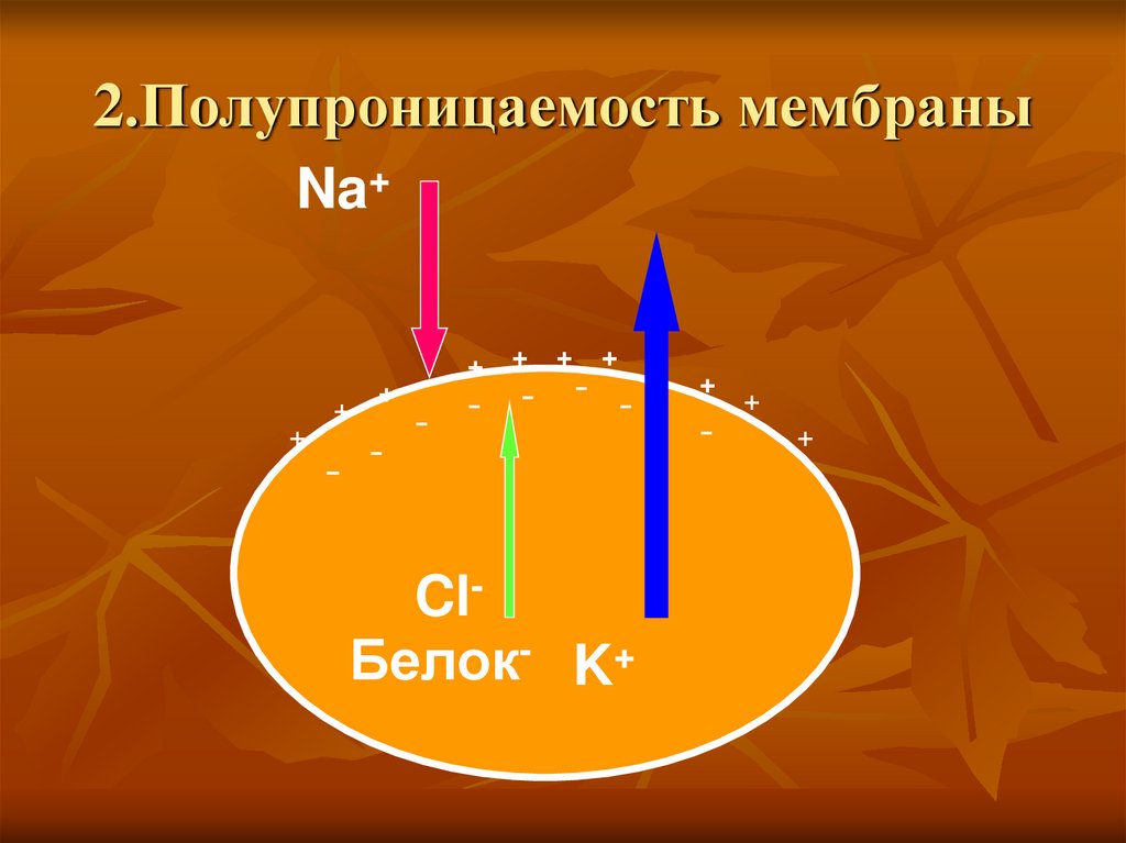 2.Полупроницаемость мембраны