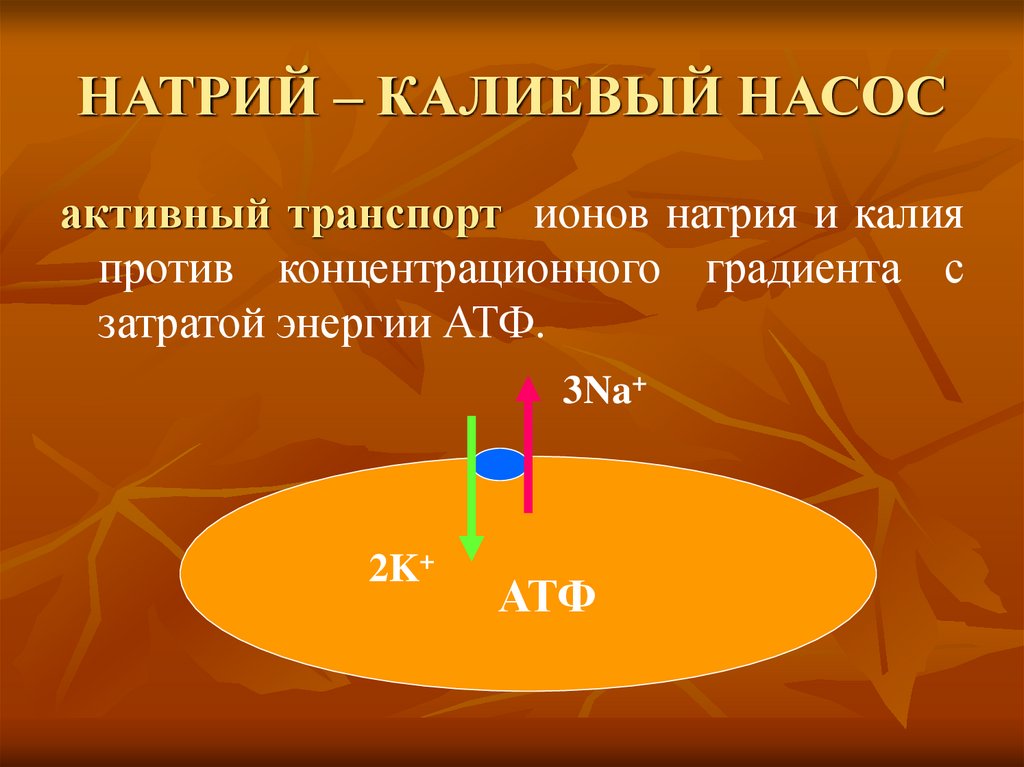 НАТРИЙ – КАЛИЕВЫЙ НАСОС
