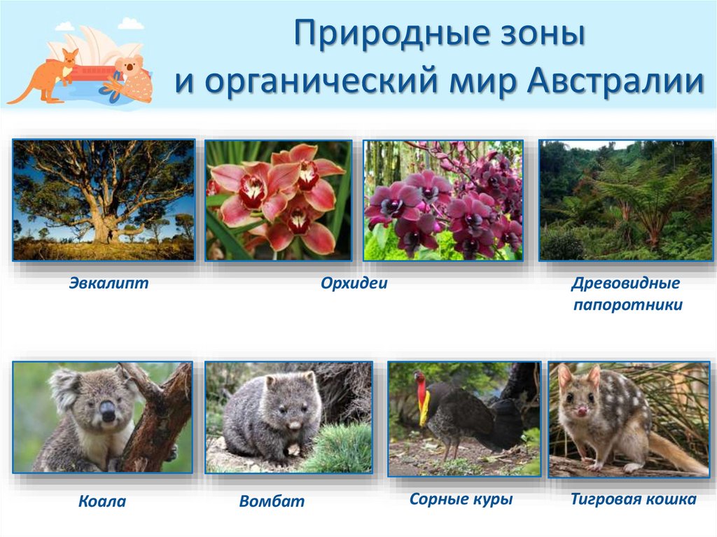Природные зоны и органический мир Австралии