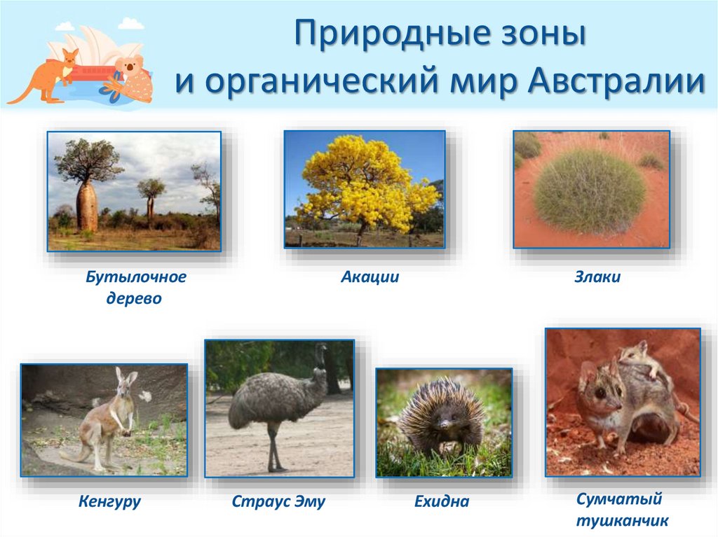 Природные зоны и органический мир Австралии