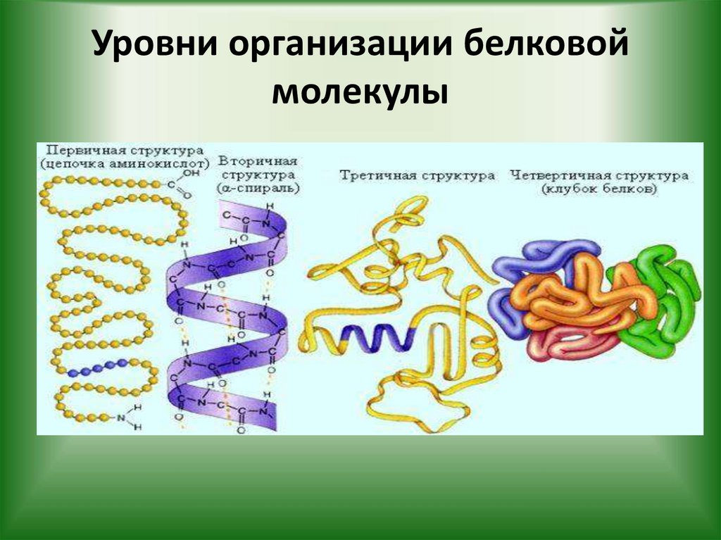 Уровни организации белковой молекулы