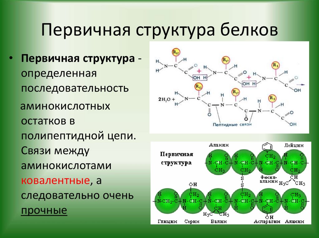 Первичная структура белков