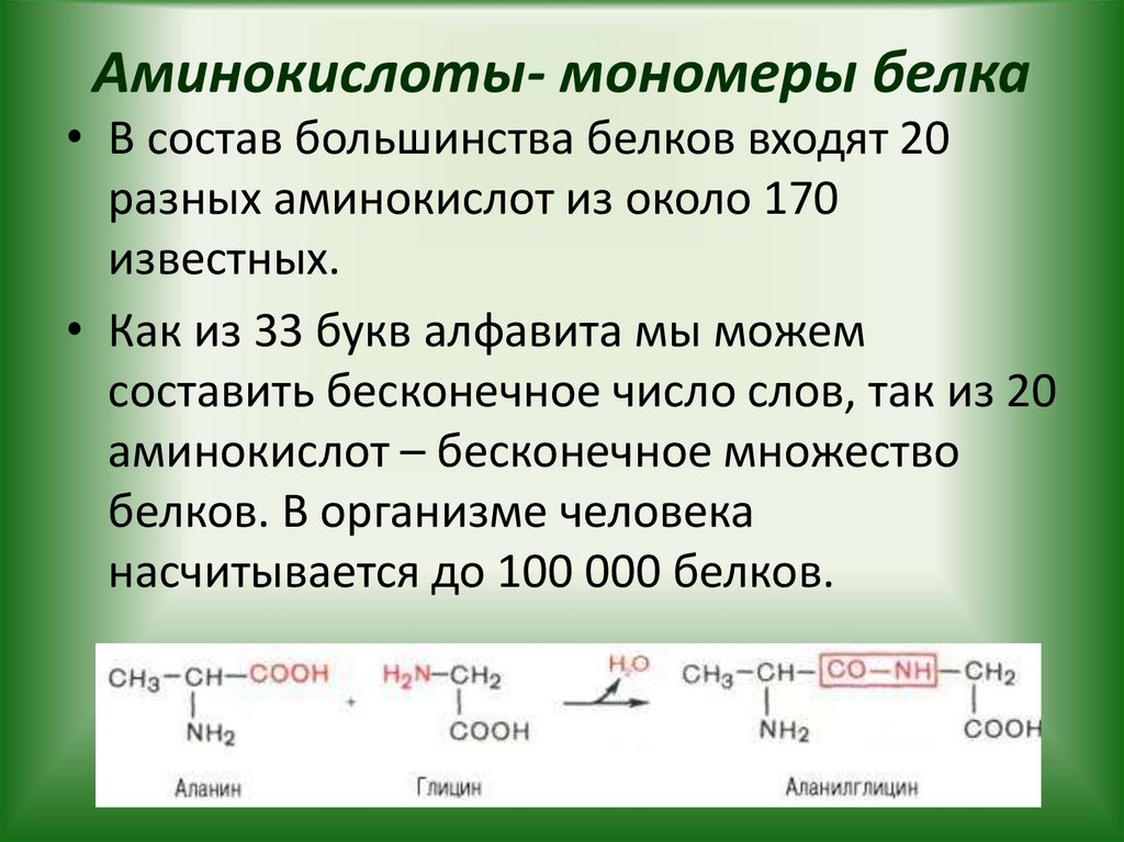Аминокислоты- мономеры белка