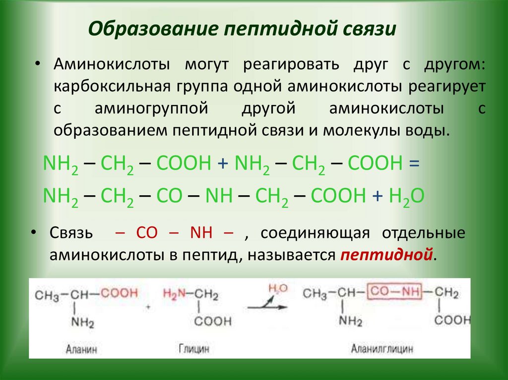 Образование пептидной связи