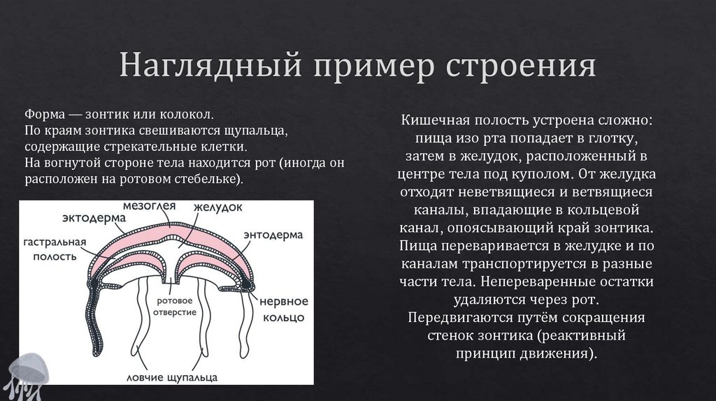 Наглядный пример строения