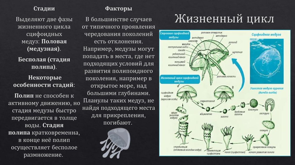 Жизненный цикл