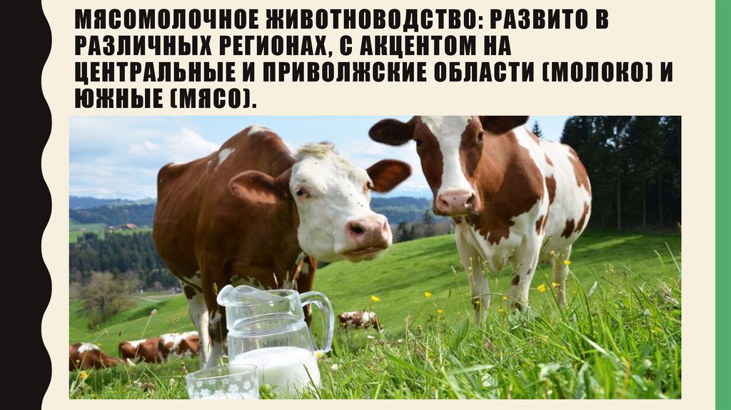 Мясомолочное животноводство: Развито в различных регионах, с акцентом на центральные и приволжские области (молоко) и южные