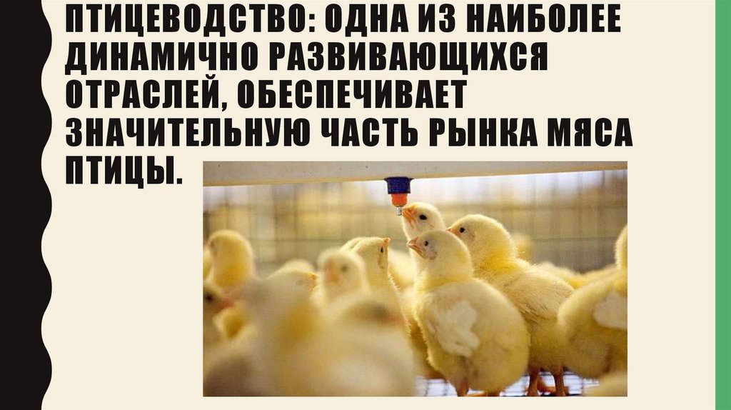 Птицеводство: Одна из наиболее динамично развивающихся отраслей, обеспечивает значительную часть рынка мяса птицы.