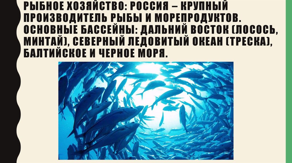 Рыбное хозяйство: Россия – крупный производитель рыбы и морепродуктов. Основные бассейны: Дальний Восток (лосось, минтай),
