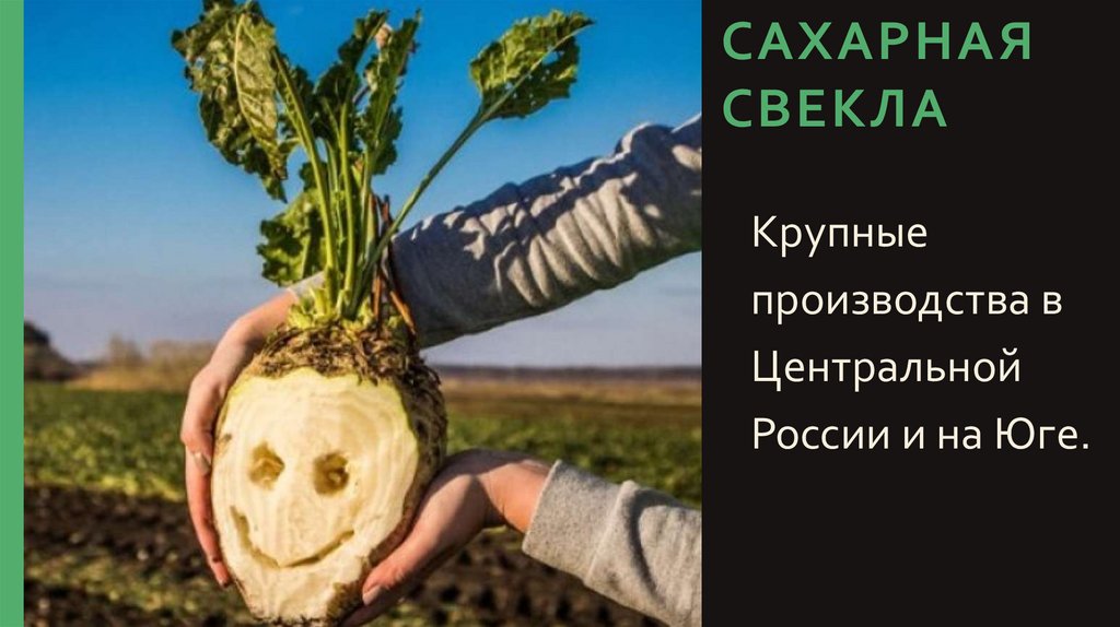 Сахарная свекла