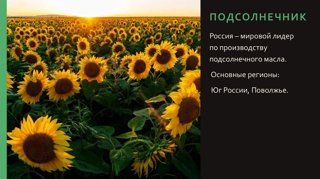 Подсолнечник