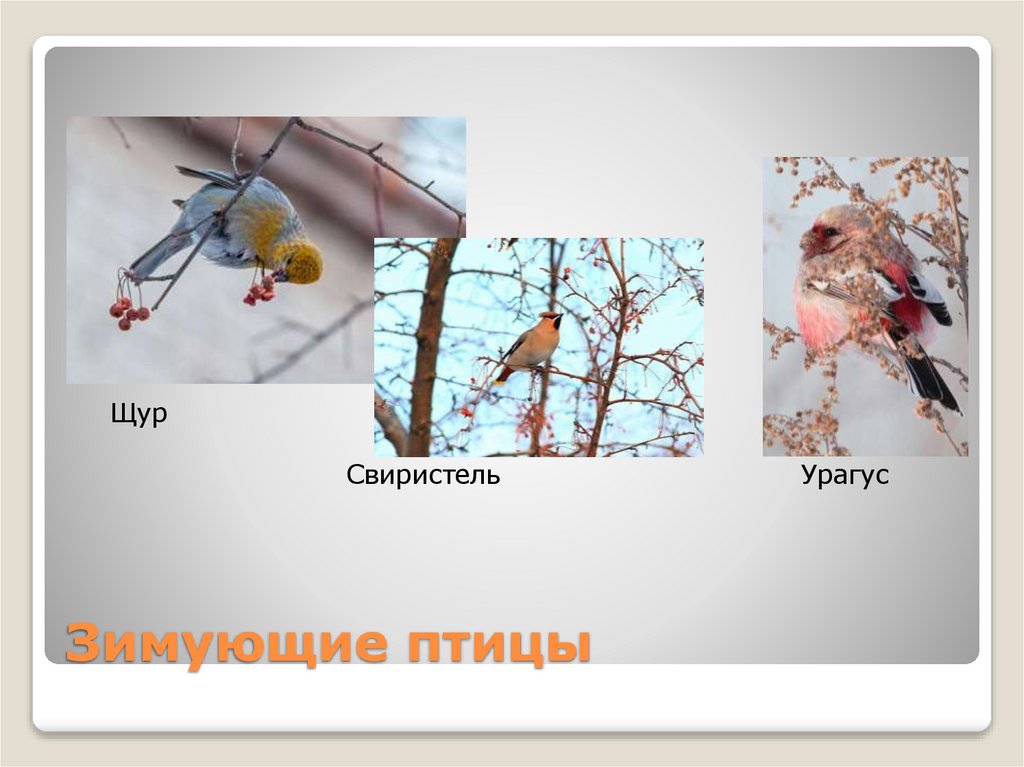 Зимующие птицы