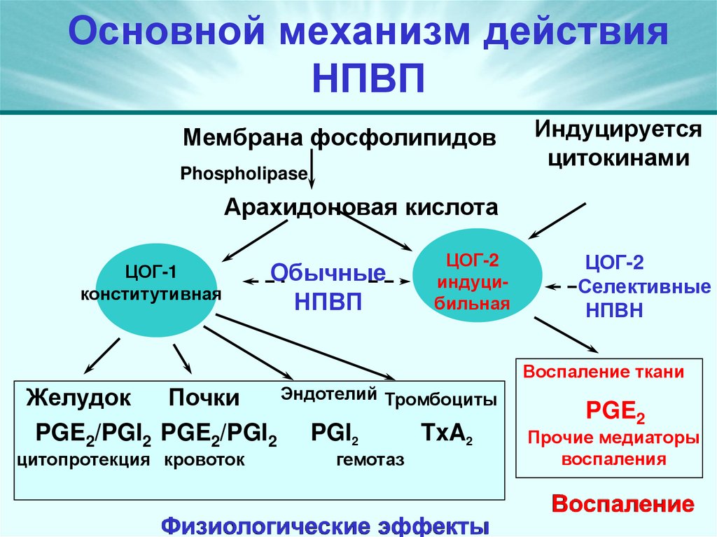 Основной механизм действия НПВП