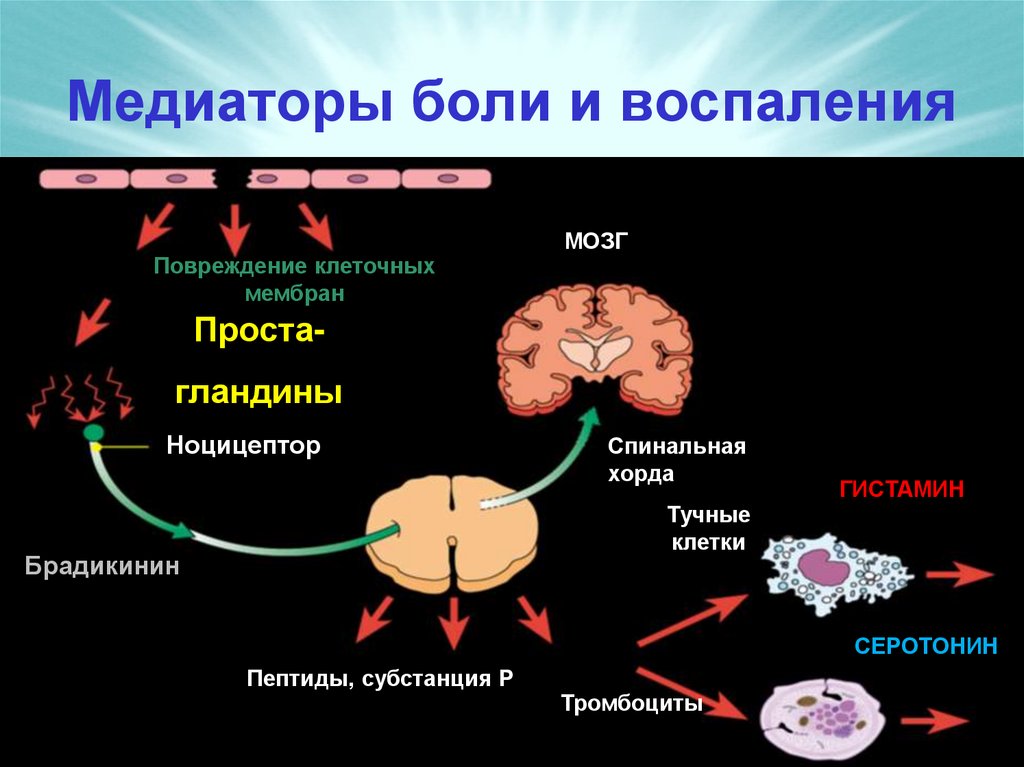 Медиаторы боли и воспаления