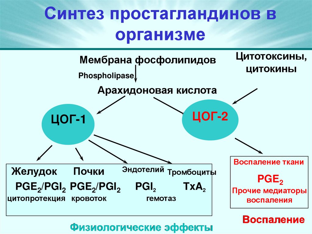 Синтез простагландинов в организме