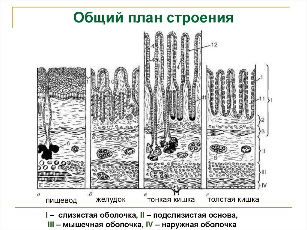 Общий план строения