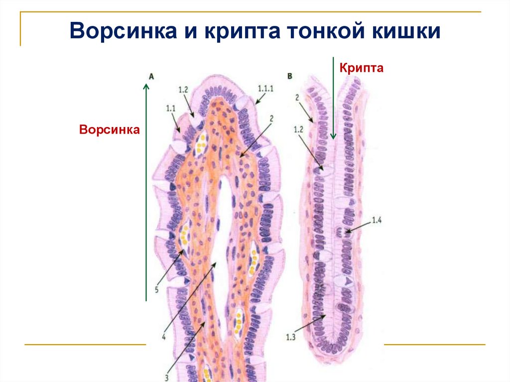 Ворсинка и крипта тонкой кишки