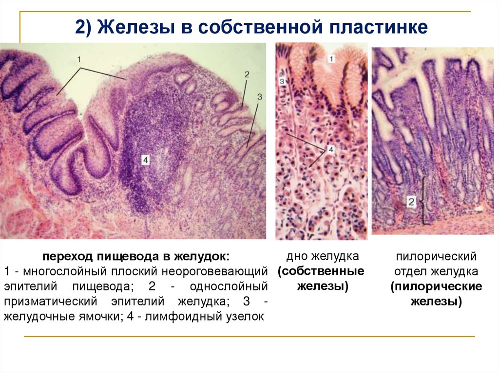 2) Железы в собственной пластинке