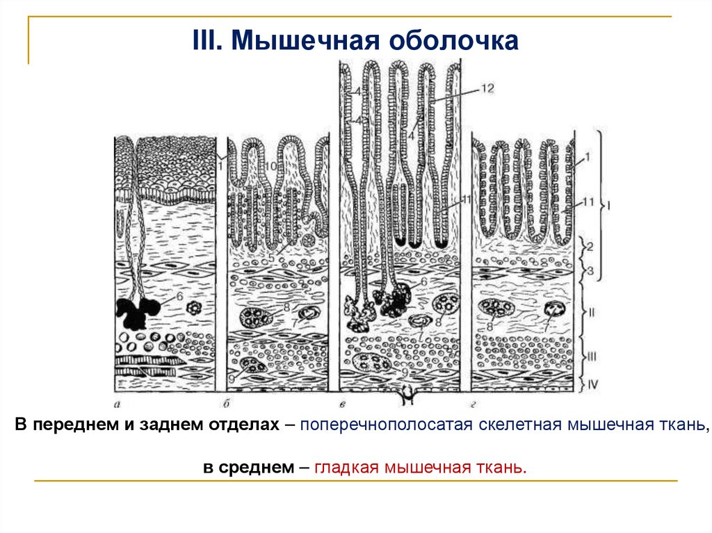 III. Мышечная оболочка