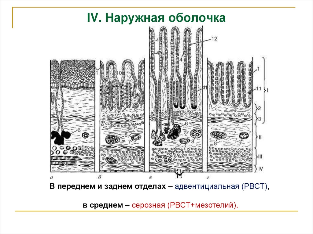 IV. Наружная оболочка