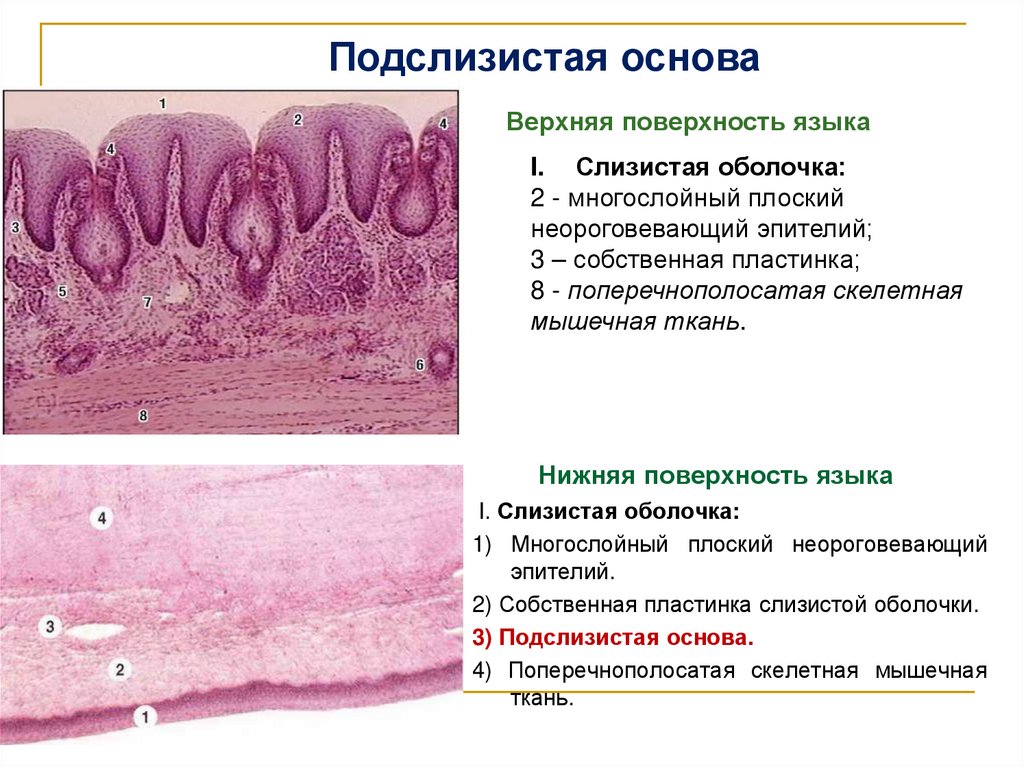 Нижняя поверхность языка