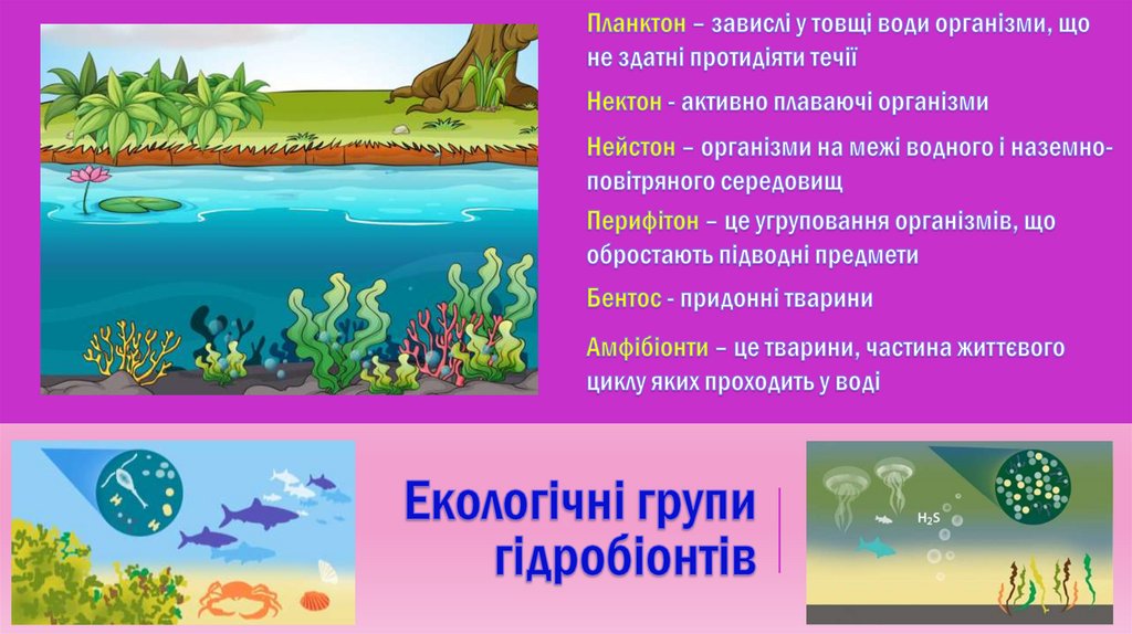 Екологічні групи гідробіонтів