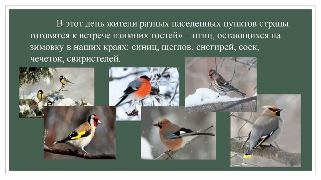 В этот день жители разных населенных пунктов страны готовятся к встрече «зимних гостей» – птиц, остающихся на зимовку в наших