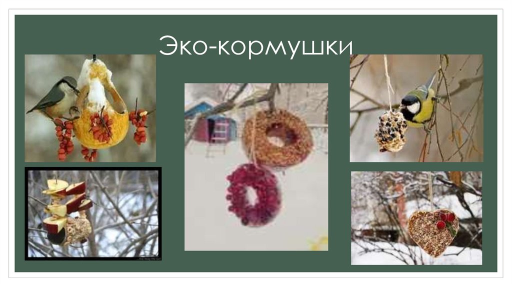 Эко-кормушки