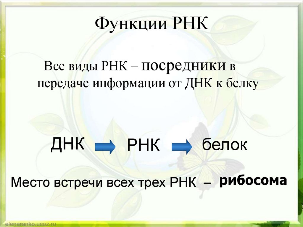 Функции РНК
