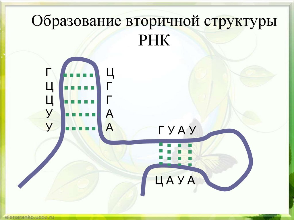 Образование вторичной структуры РНК