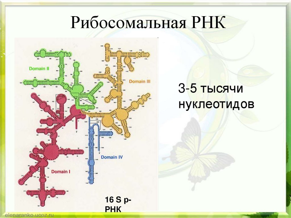 Рибосомальная РНК