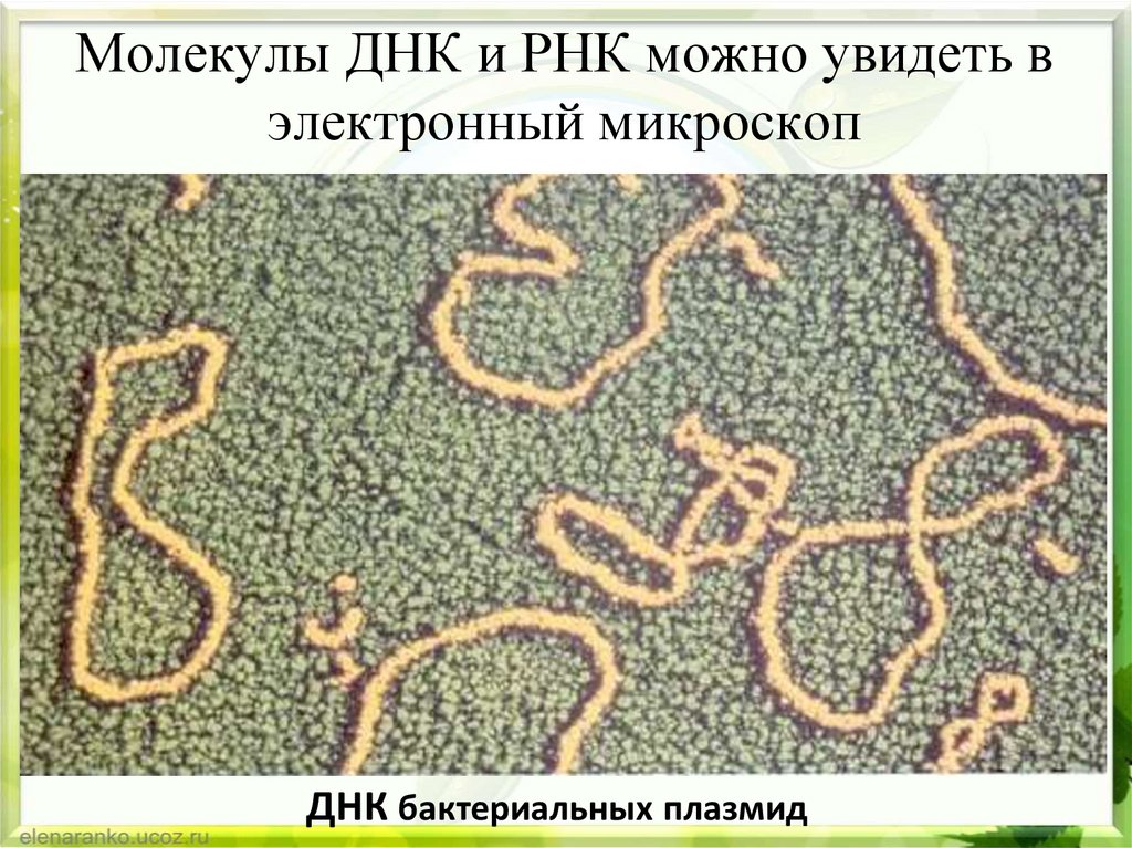 Молекулы ДНК и РНК можно увидеть в электронный микроскоп