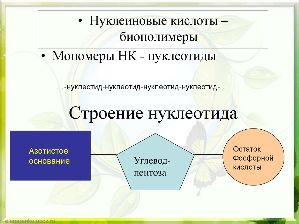 Строение нуклеотида