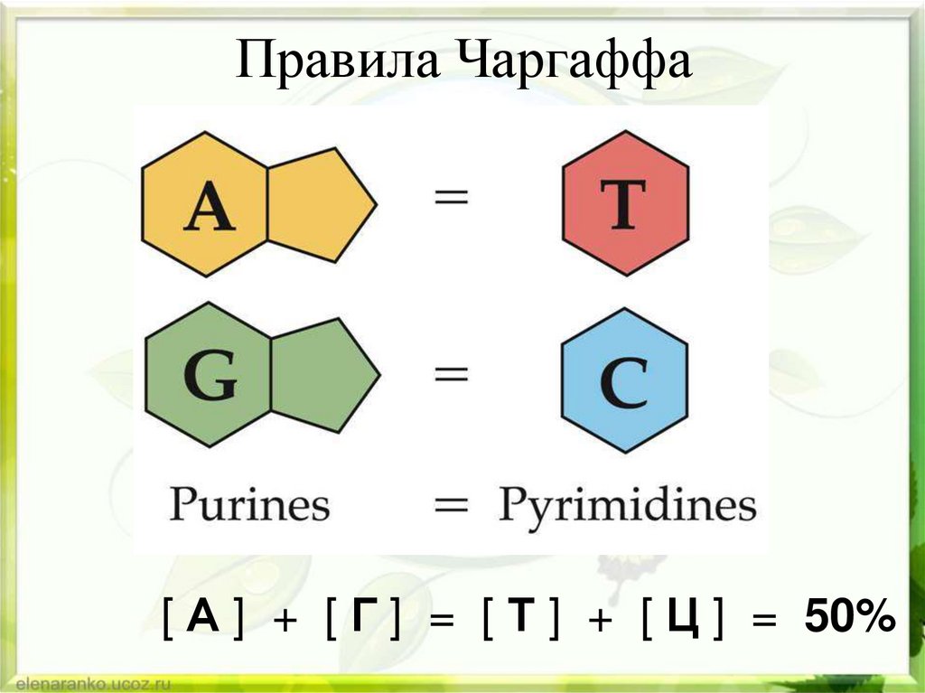Правила Чаргаффа