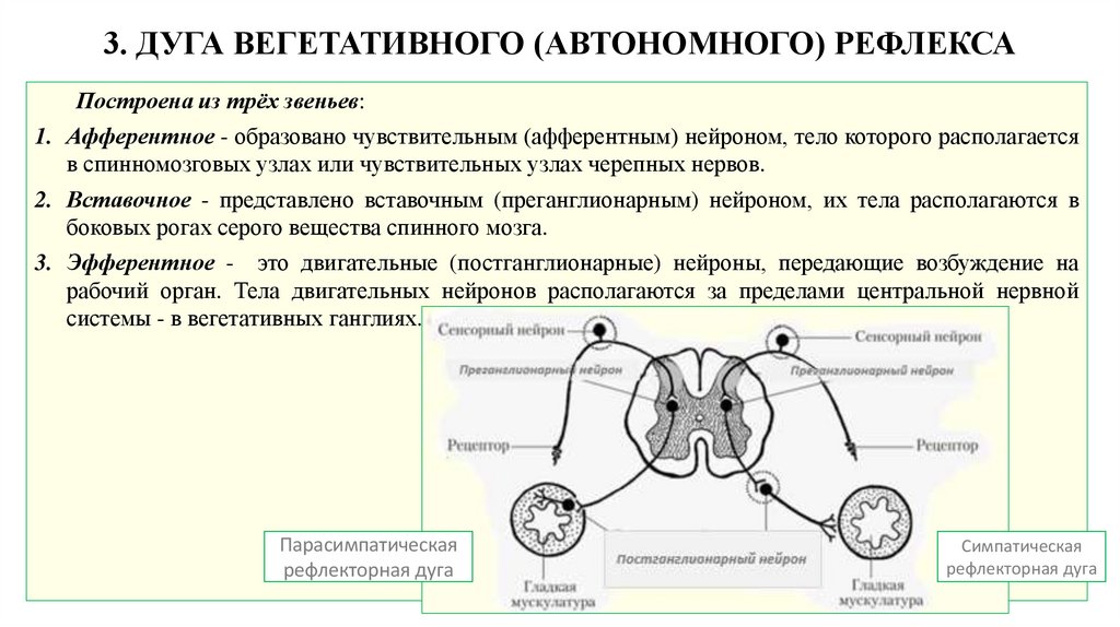 3. ДУГА ВЕГЕТАТИВНОГО (АВТОНОМНОГО) РЕФЛЕКСА