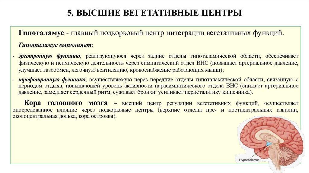 5. ВЫСШИЕ ВЕГЕТАТИВНЫЕ ЦЕНТРЫ