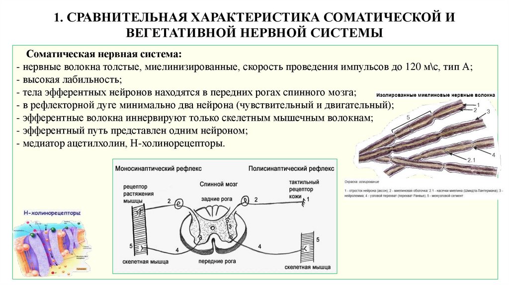 1. СРАВНИТЕЛЬНАЯ ХАРАКТЕРИСТИКА СОМАТИЧЕСКОЙ И ВЕГЕТАТИВНОЙ НЕРВНОЙ СИСТЕМЫ