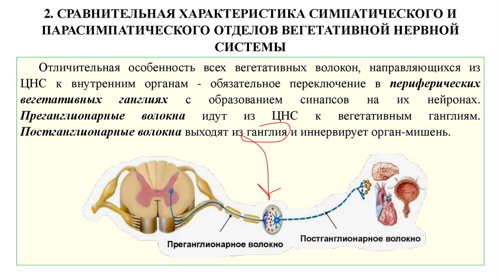 2. СРАВНИТЕЛЬНАЯ ХАРАКТЕРИСТИКА СИМПАТИЧЕСКОГО И ПАРАСИМПАТИЧЕСКОГО ОТДЕЛОВ ВЕГЕТАТИВНОЙ НЕРВНОЙ СИСТЕМЫ