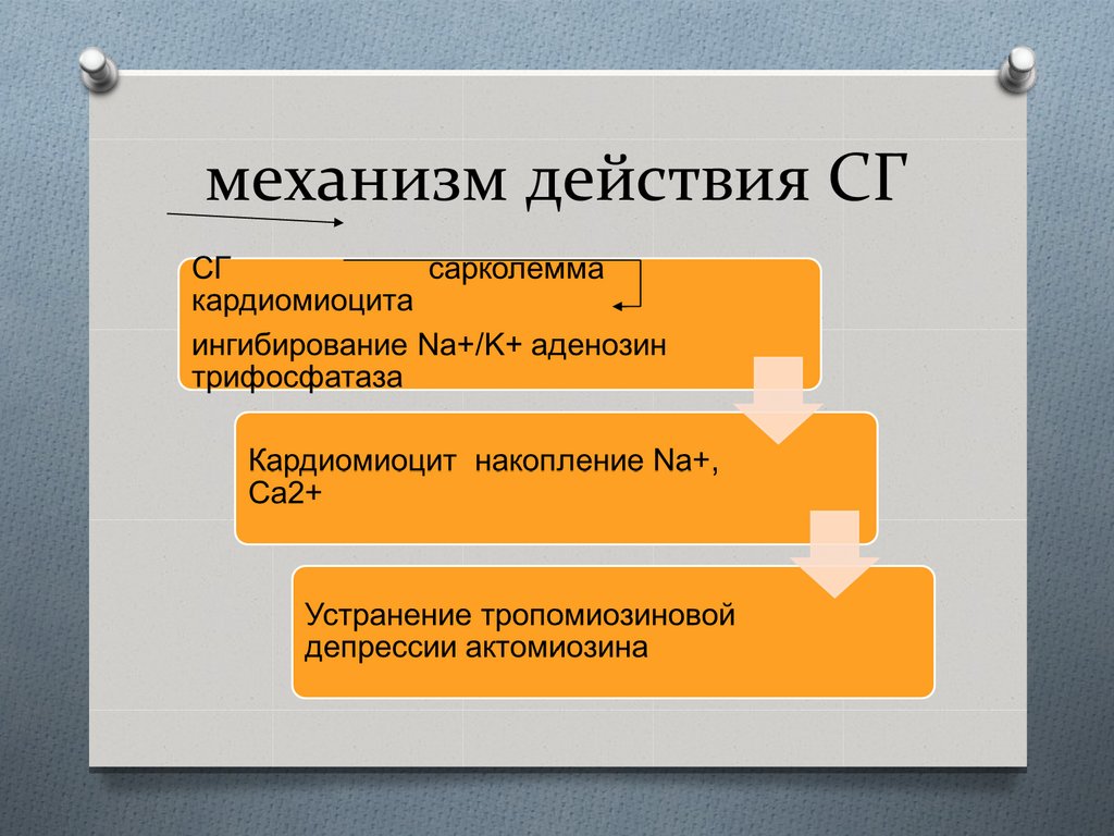 механизм действия СГ