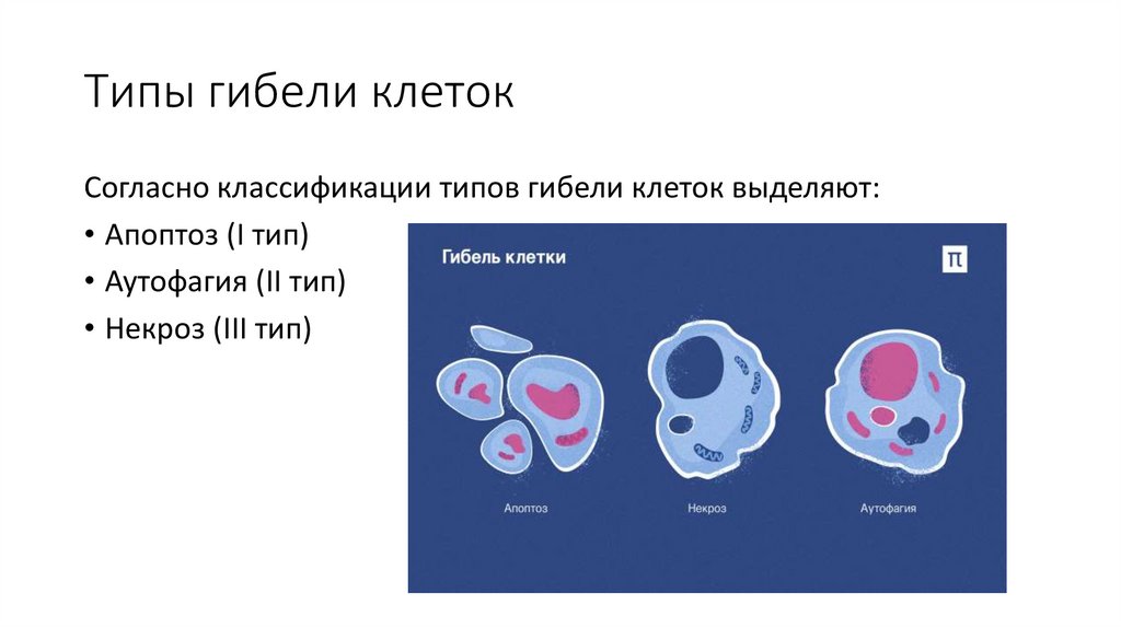 Типы гибели клеток