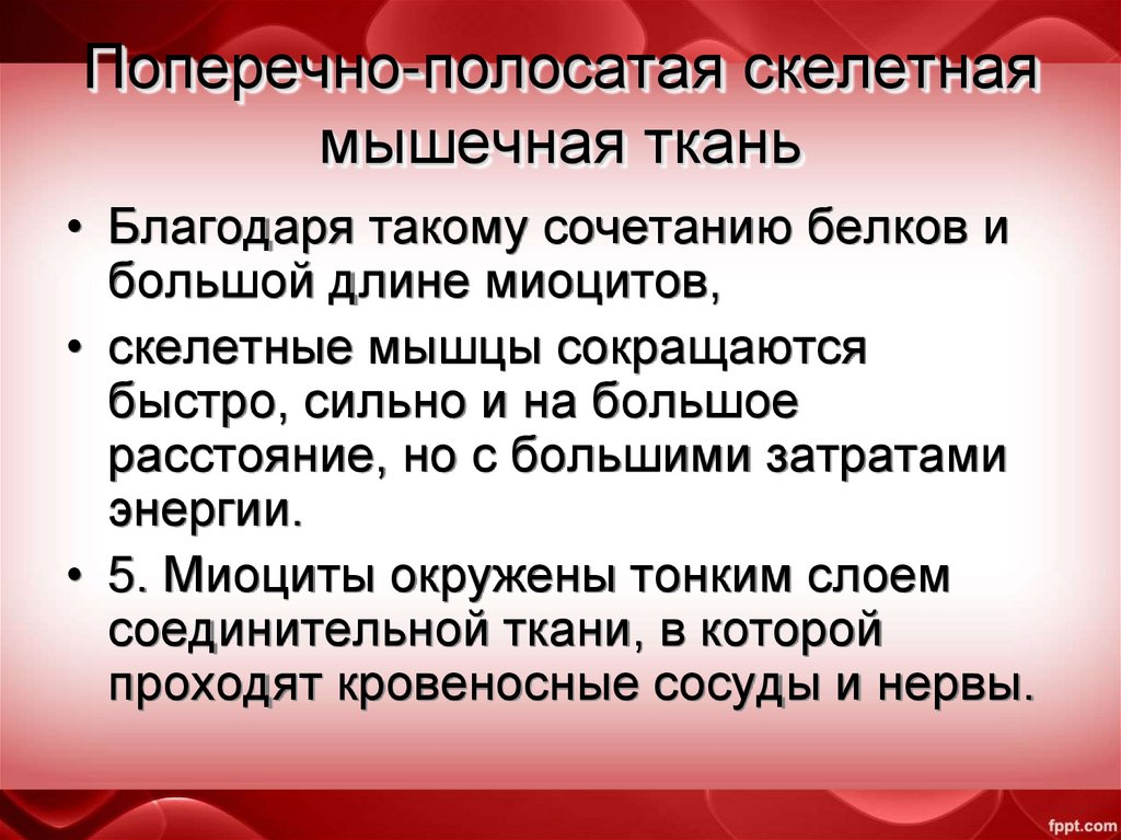 Поперечно-полосатая скелетная мышечная ткань