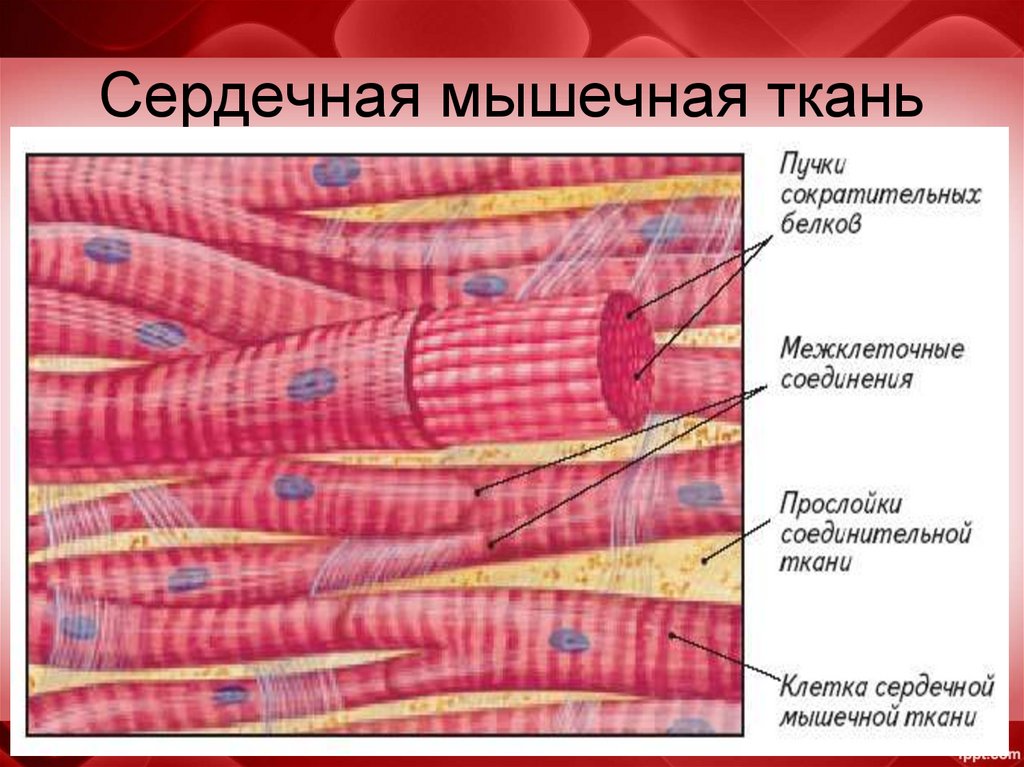 Сердечная мышечная ткань