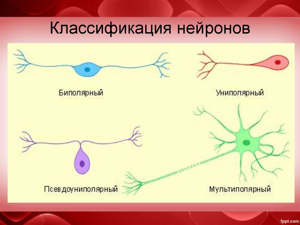 Классификация нейронов
