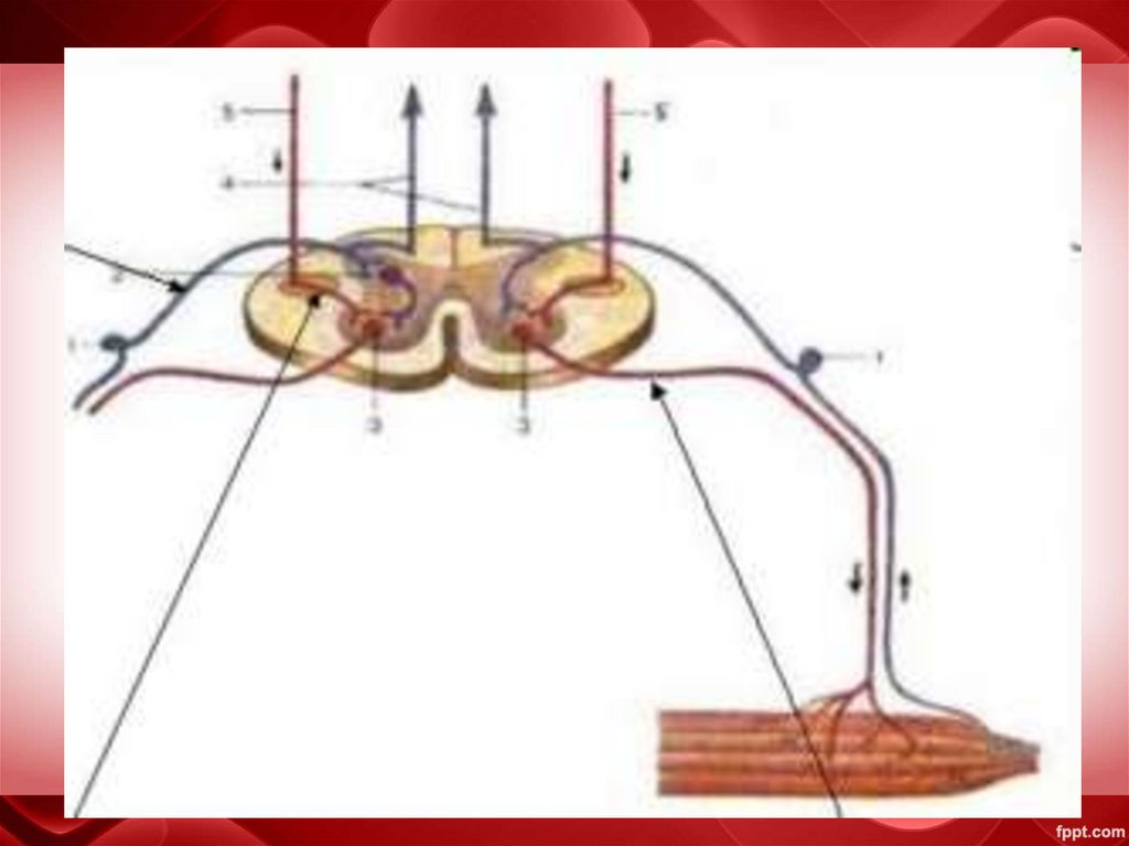 Классификация нейронов